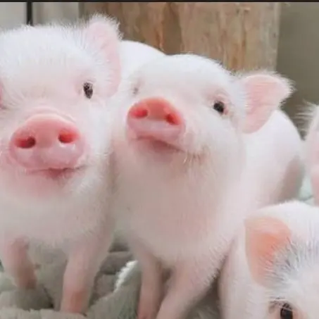 ChunkyRack1111의 がみとぶり(こ)