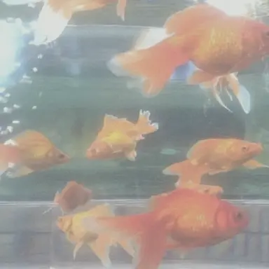 Profile image of 준브레드