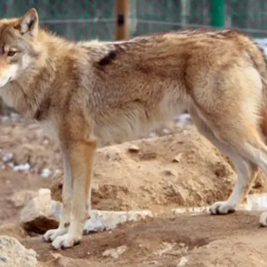 Profile image of 늑대
