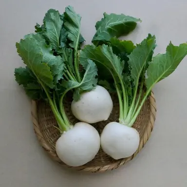 Profile image of 커다란 순무