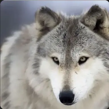 Profile image of 김늑대