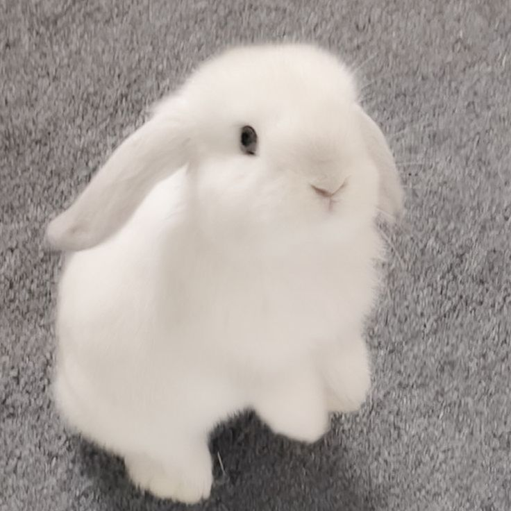 솜이 대표 이미지