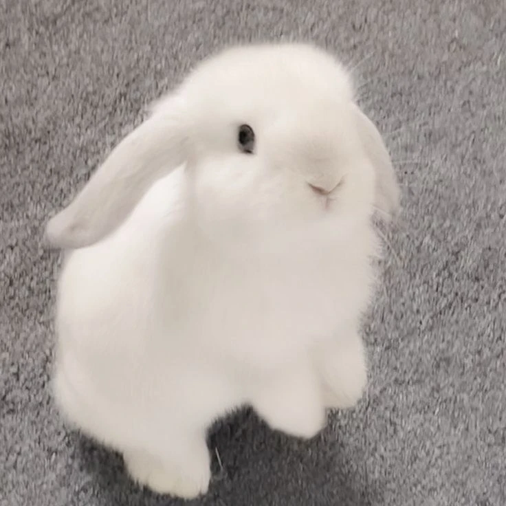 솜이