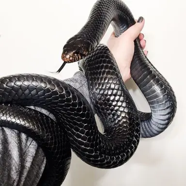 Profile image of 블랙