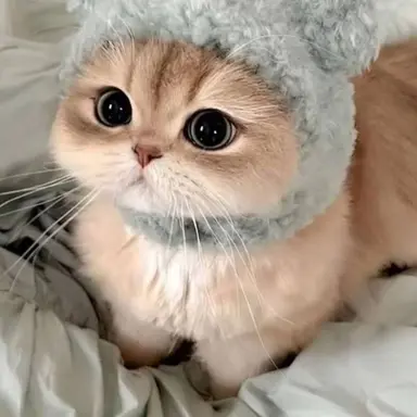 Profile image of 하루카