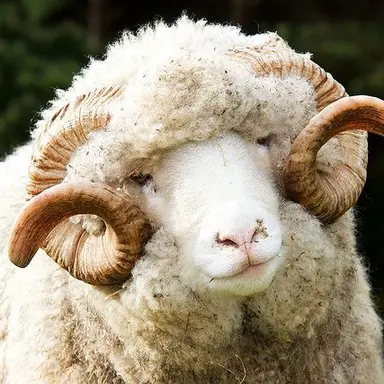 Profile image of Dylan
