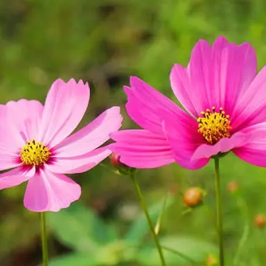 Profile image of 成瀬大二郎