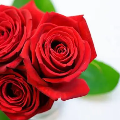 Profile image of 佐神弾