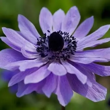 Profile image of 久留島巧