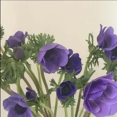 Profile image of 수현