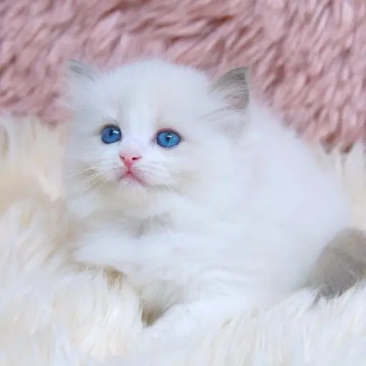 iyun_0926의 고양이