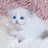 고양이
