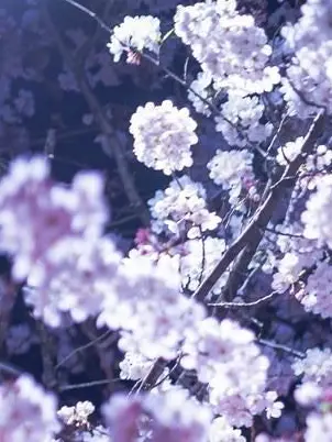 Si.의 。