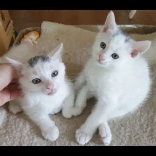 GrumpySmog0301의 체다,치즈