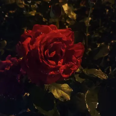 Profile image of 나루미 겐