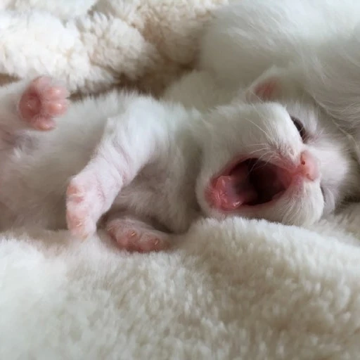 먼치킨 고양이