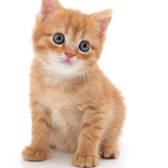 고냥이
