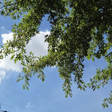 Profile image of 공룡