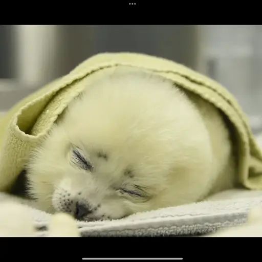 molyis_exhausTed의 몰리