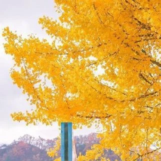 마들렌