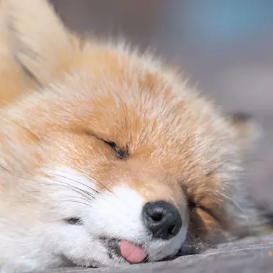 Profile image of どふん