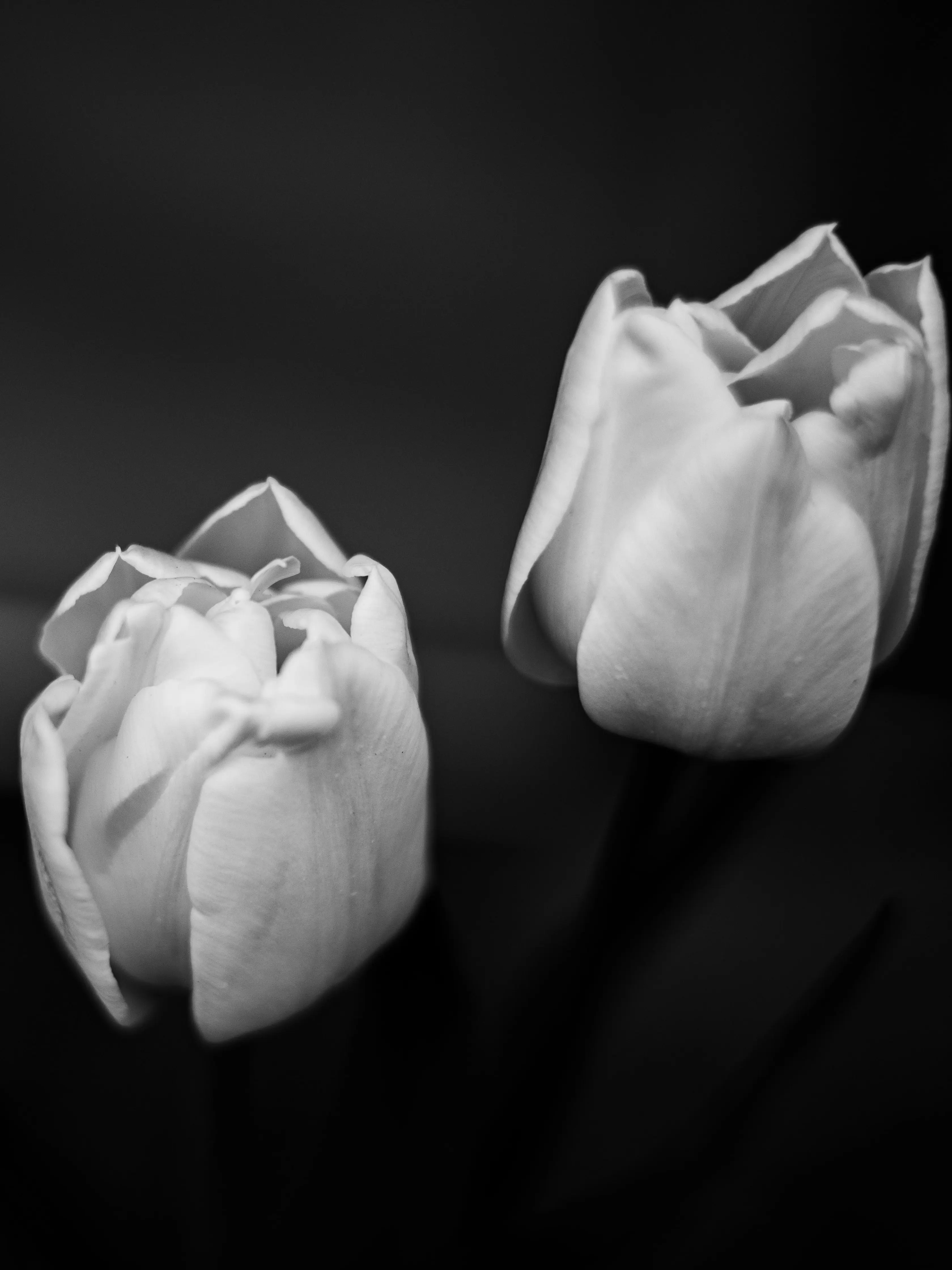 Idealist_91의 배장화 | 배홍련