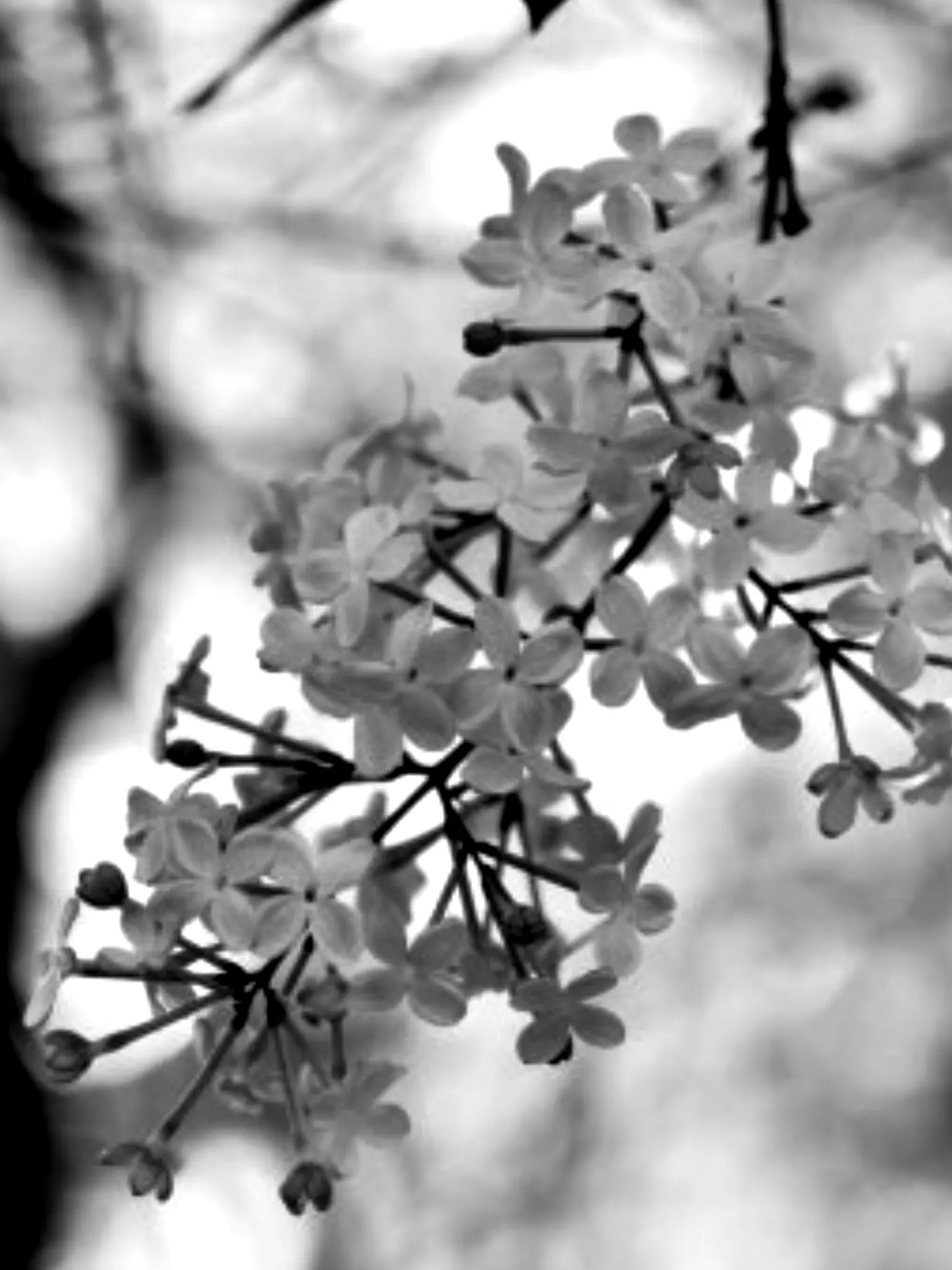 Ruel_SainT의 차태주