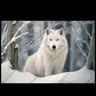 Profile image of I am a black wolf