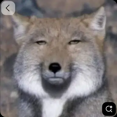 Profile image of 늑대