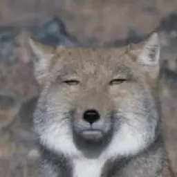 Profile image of 여우