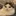 고양이