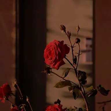 Profile image of 플래그
