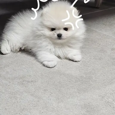 Profile image of 아이브