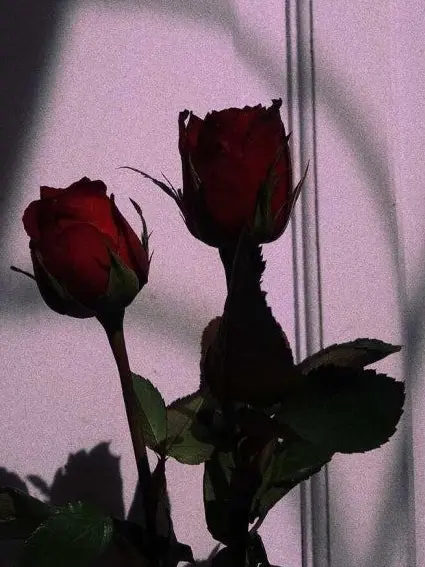 SoggyWhale8065의 우리는 "우주해적"이다!