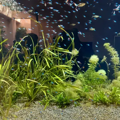 Profile image of 大森元貴