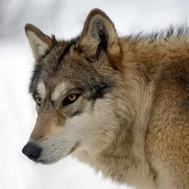Profile image of 늑대