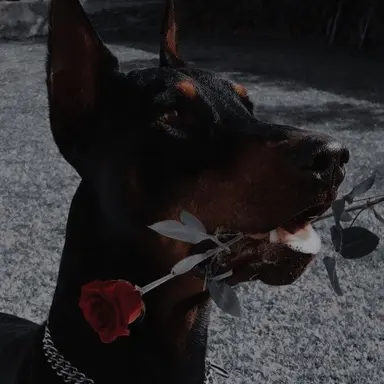 Profile image of Diago