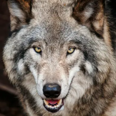 Profile image of 늑대