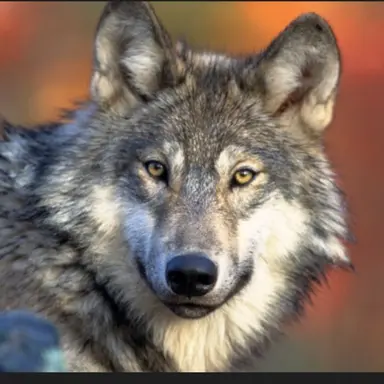 Profile image of 늑대