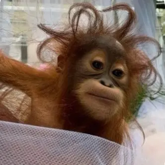 Profile image of 여우