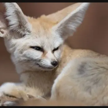 Profile image of 여우