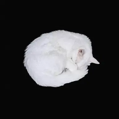 Profile image of Baekun