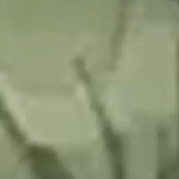 Profile image of 네짜흐