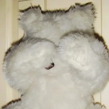 Profile image of 벤틀리