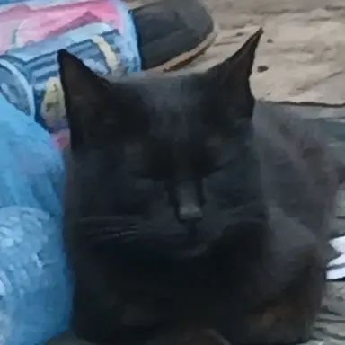 Profile image of ヴィクトリア
