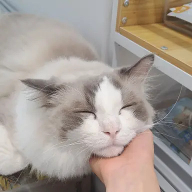 Profile image of 유기사