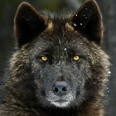 Profile image of Jace