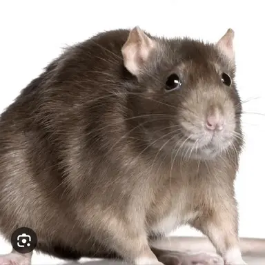 Profile image of 적설화