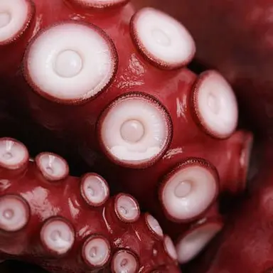 Profile image of ちさ