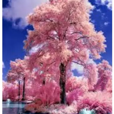 Profile image of 싸모스